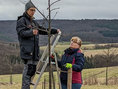 Obstbaumschnitt in Niederdürenbach-Hain - Frühjahr 2022